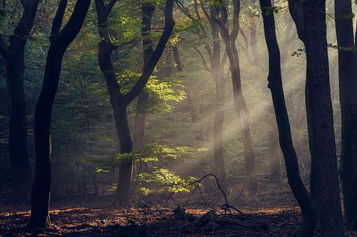 Sfeervol mistig ochtendlicht op bom met herfstbladeren