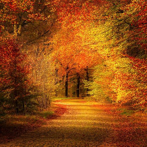 Forêt d'automne enchantée : un bel accroche-regard pour votre intérieur ! sur Gea Veenstra