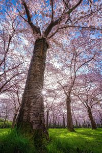 C'est le printemps !