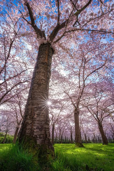It's spring! by Martin Podt