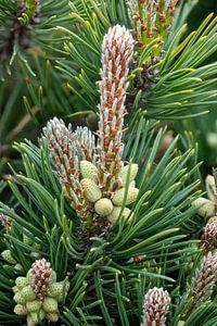 Detailaufnahme von Blüten der Krüppelkiefer, Pinus pumila von Hans-Jürgen Janda