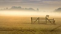 Landscape in the fog