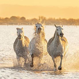 Running Camargue horses (colour) by Kris Hermans