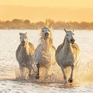 Lopende Camargue paarden (kleur) van Kris Hermans
