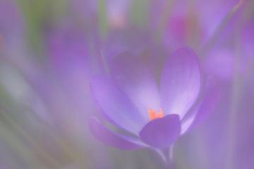 Crocus macro by Ilya Korzelius