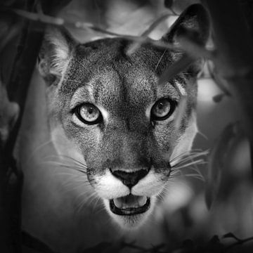 Portrait of Puma by Frans Lemmens