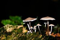 Mushroom
