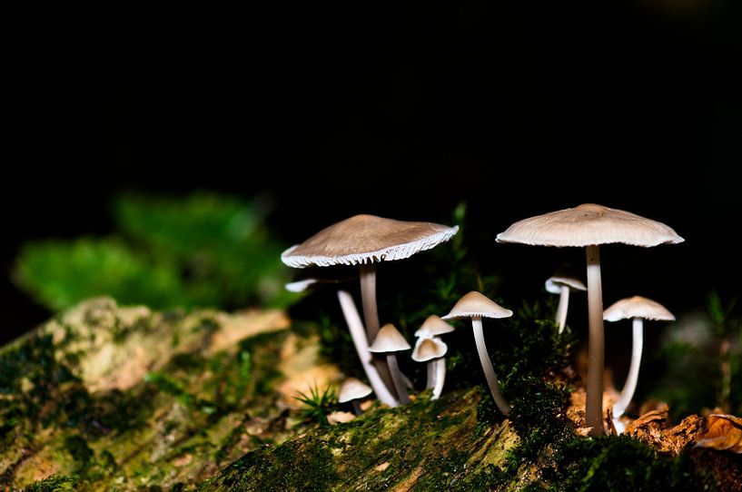 Mushroom by Richard de Bruin