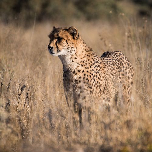 cheetah close up, Namibia