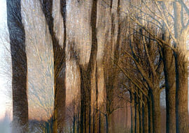 Along the long Lindenlaan