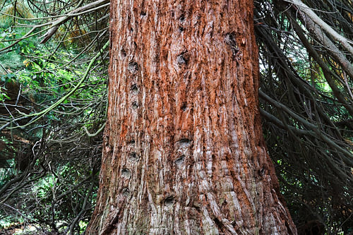vieux arbre