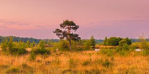 Panorama und Sonnenaufgang im Nationalpark Dwingelderveld