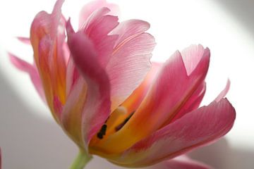 Bloeiende tulp van Nina van Vlaanderen