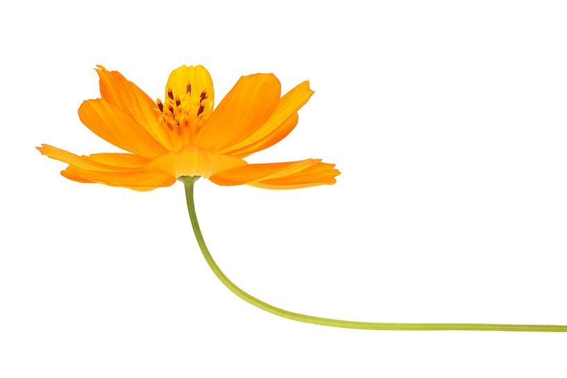 Common Marigold against a white background by Ronald Pol