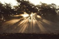Forest light