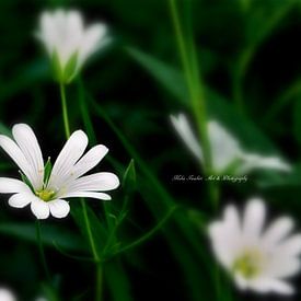 White fairy by Mikalin Art & Photography