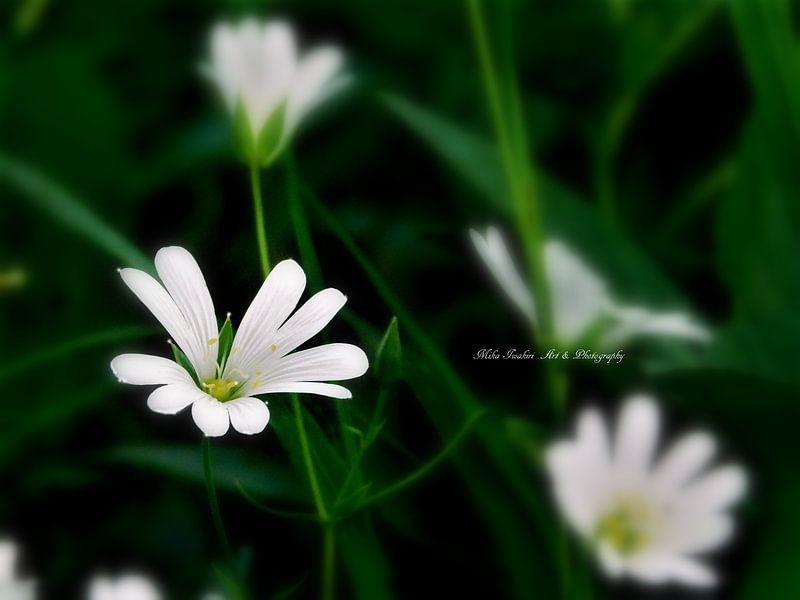 White fairy par Mikalin Art & Photography