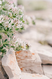 Wild flowers on the coast near Dubrovnik, Croatia by Amy Hengst Fine Art Travel Prints