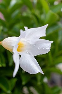 Weiße Blüte nach dem Regen