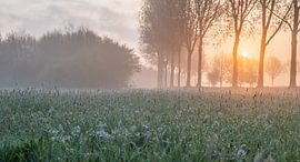 atmospheric dawn by Tania Perneel