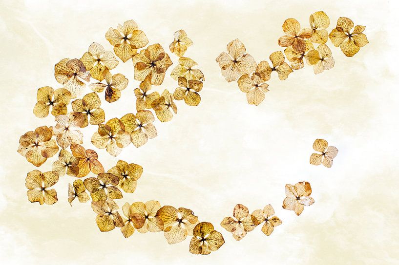 Hydrangea leaves by Klaartje Majoor