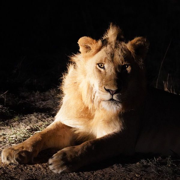 Lion dans l'obscurité par Linda Vervoort