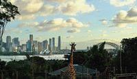 Dierentuin Sydney van Amelie thumbnail