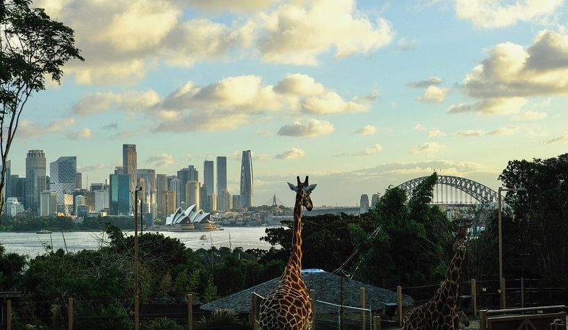 Dierentuin Sydney van Amelie