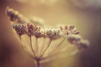 Wild carrot in the sun
