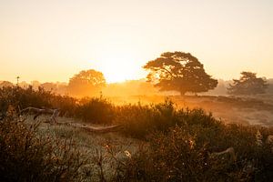 Westruper Heide, Haltern am See, Nordrhein-Westfalen, Deutschland