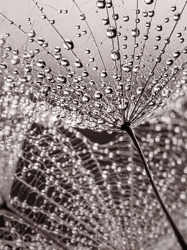 De Pluisjes dragen de kleine druppeltjes