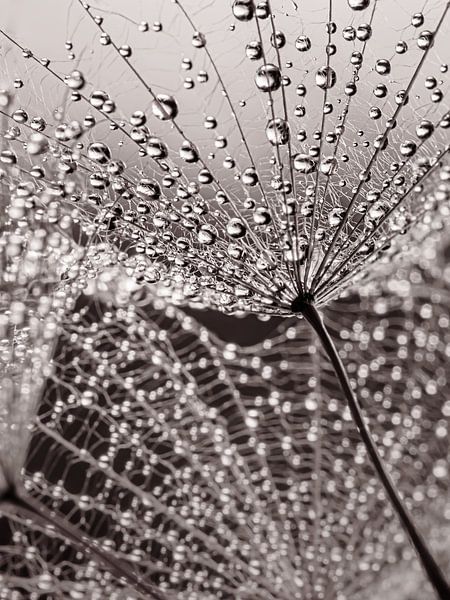 The Fluff carries the little droplets by Marjolijn van den Berg