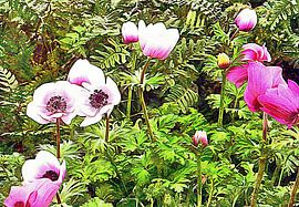 Treibende rosa Anemonen von Dorothy Berry-Lound