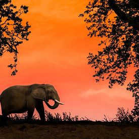 Eléphant d'Afrique au coucher du soleil sur Stefan Zwijsen