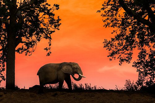 Afrikaanse olifant bij zonsondergang