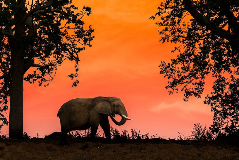 Eléphant d'Afrique au coucher du soleil par Stefan Zwijsen