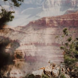 Verwondering aan de Rand: Een Eekhoorntje bij de Grand Canyon van Sharon Kastelijns