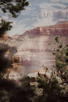 Staunen am Rande: Ein Eichhörnchen am Grand Canyon von Sharon Kastelijns