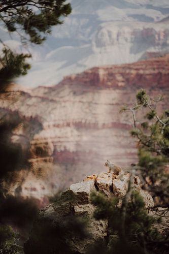 Marvel at the Rim : Un écureuil au Grand Canyon sur Sharon Kastelijns
