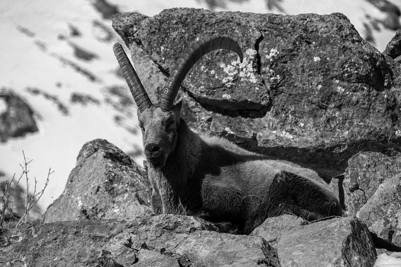 Steinbock beim Ausruhen während einer Wanderung in Frankreich von Inneke Heesakkers