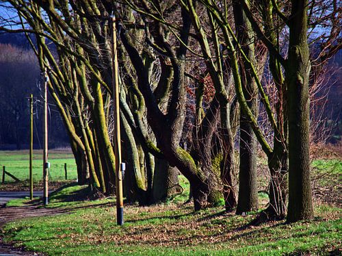 Bomen en houten elektriciteitspalen