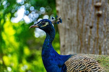The African peacock by Barbara Riedel