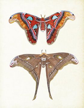 Atlas butterfly and Hercules butterfly by Jasper de Ruiter