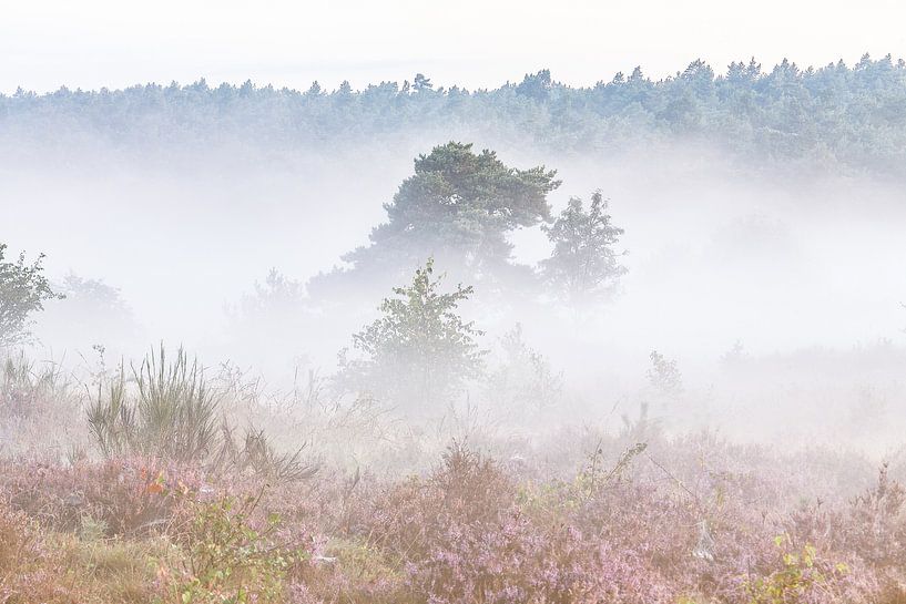 Heide landschap met mist by Elroy Spelbos Fotografie