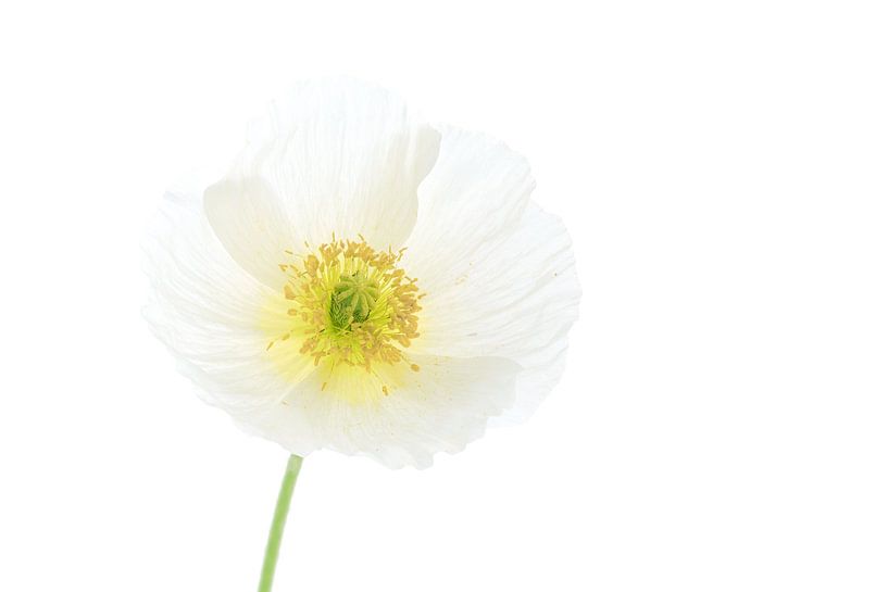 Coquelicot blanc sur fond blanc par Tanja van Beuningen