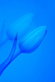 The tulip and its shadow by Sandra van der Star