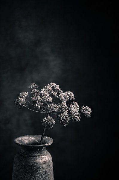 Dried hogweed in a rustic vase. by Henk Van Nunen Fotografie
