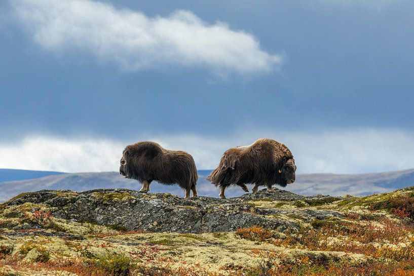 Musk ox by Harry Punter