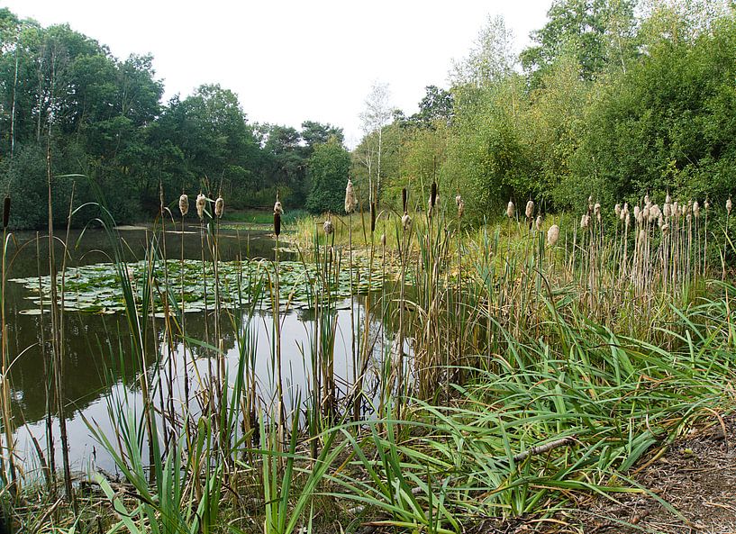 pond in the woods with reeds by joyce kool