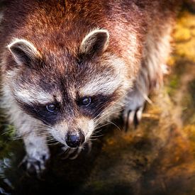 Raccoon by the water by Christiaan Onrust